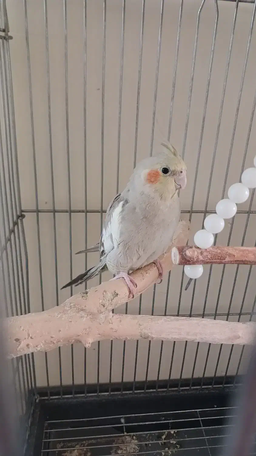 طوطی عروس هلندی|پرنده|هشتگرد, شهرک بعثت|دیوار