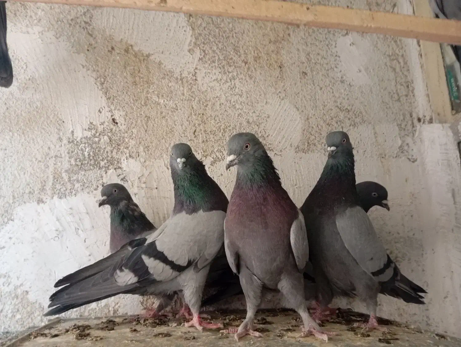 کبوتر سبز شمرونی|پرنده|مشکین‌دشت, |دیوار