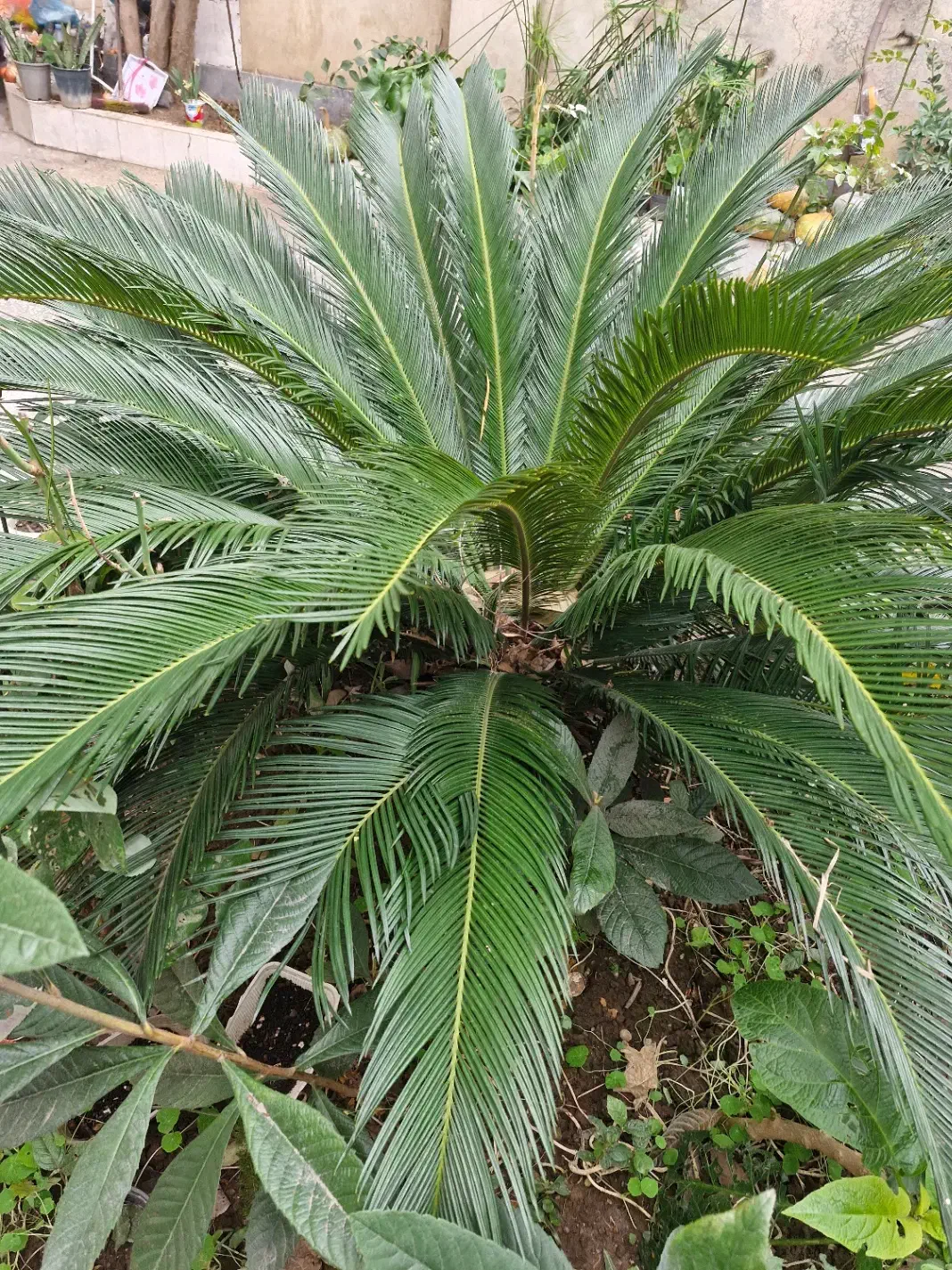 گل یک متری سیکاس|گل و گیاه طبیعی|رشت, حمیدیان|دیوار