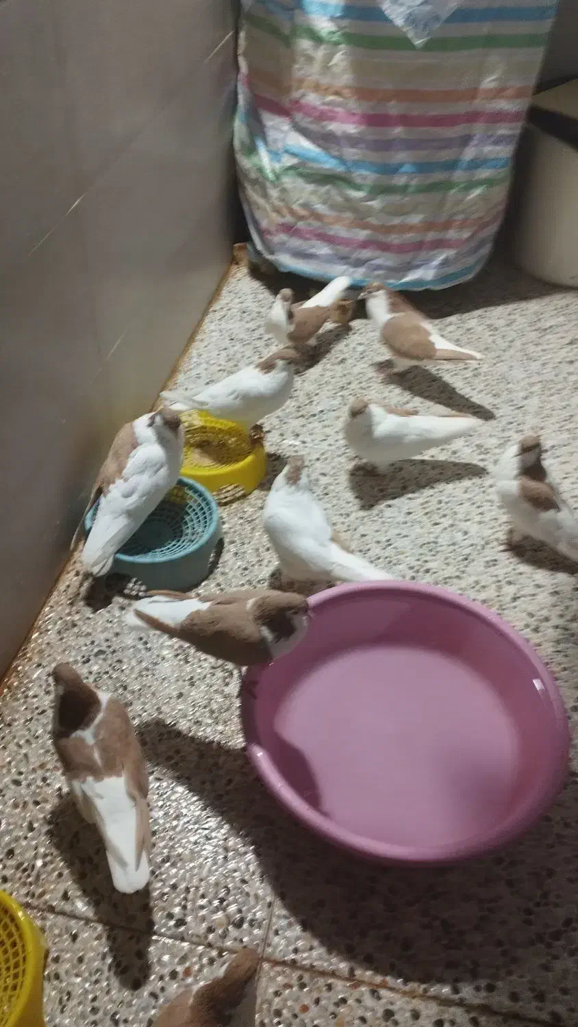 فروش کبوتر|پرنده|بهبهان, |دیوار