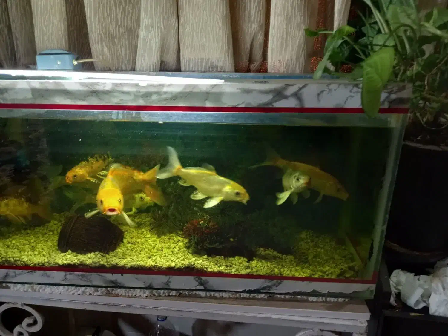 اکواریوم ماهی|ماهی|فولادشهر, A3|دیوار