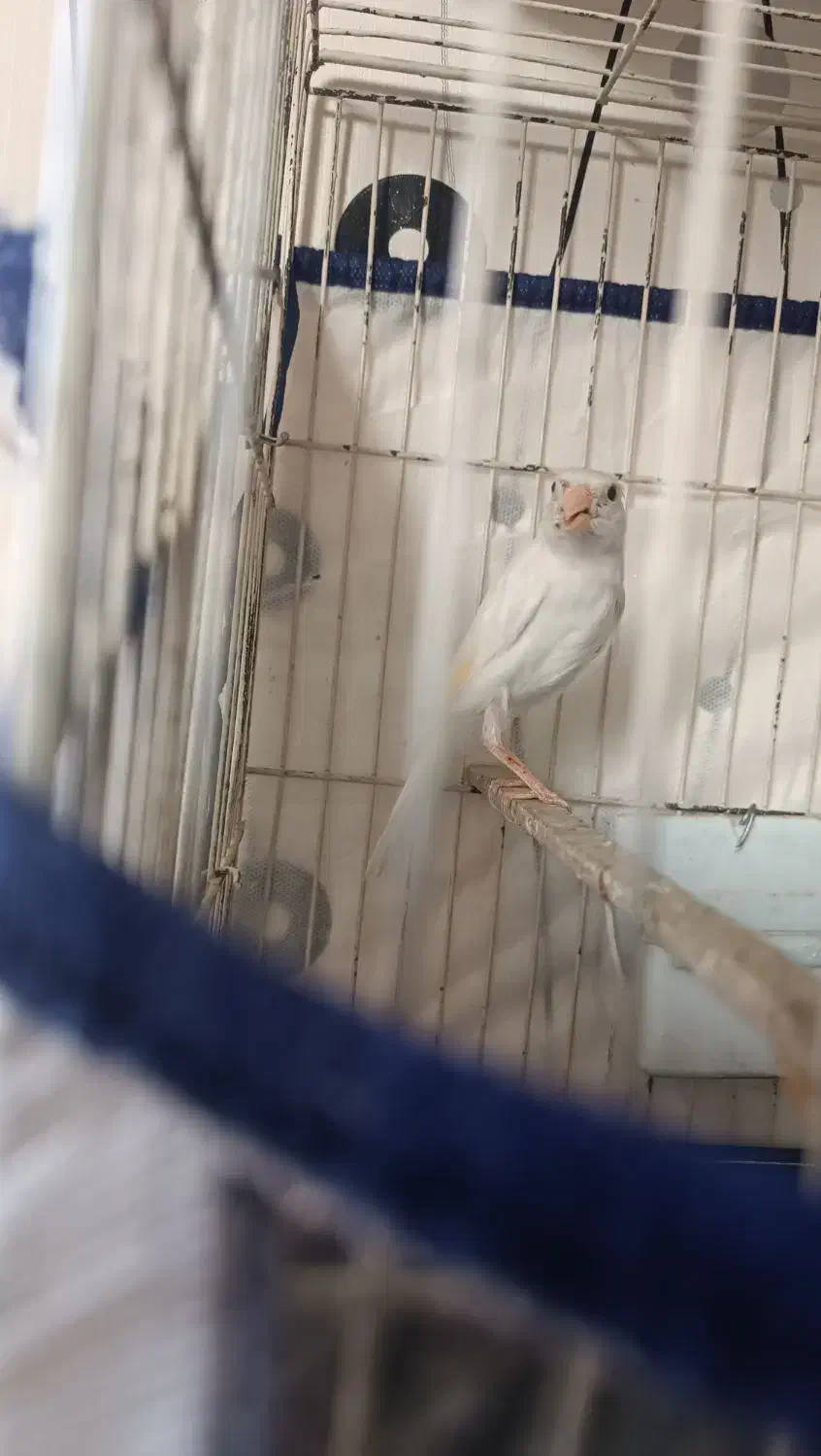 قناری نر سفید|پرنده|شیراز, شهرک مفتح|دیوار