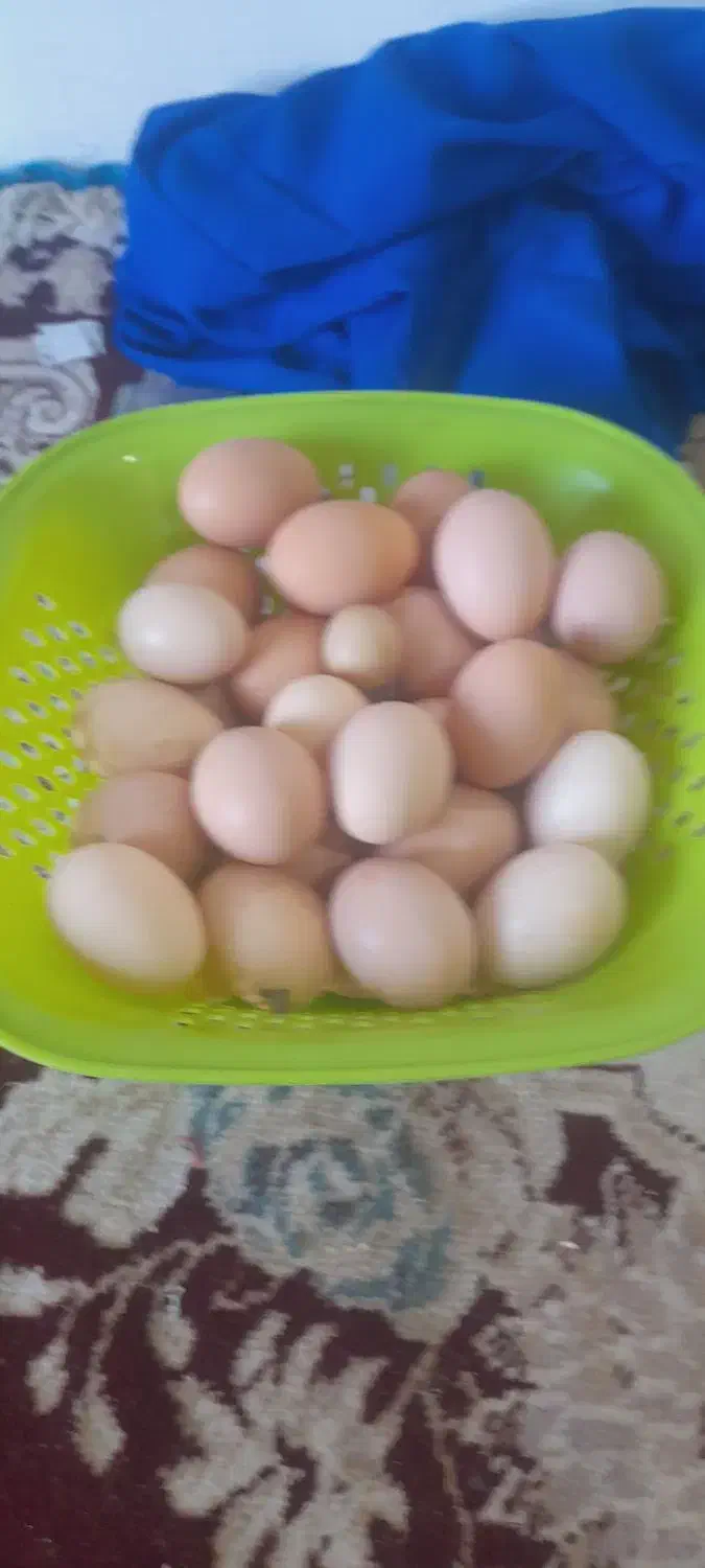 مرغ وخر‌س|پرنده|تربت‌حیدریه, تپه ننه حجی|دیوار