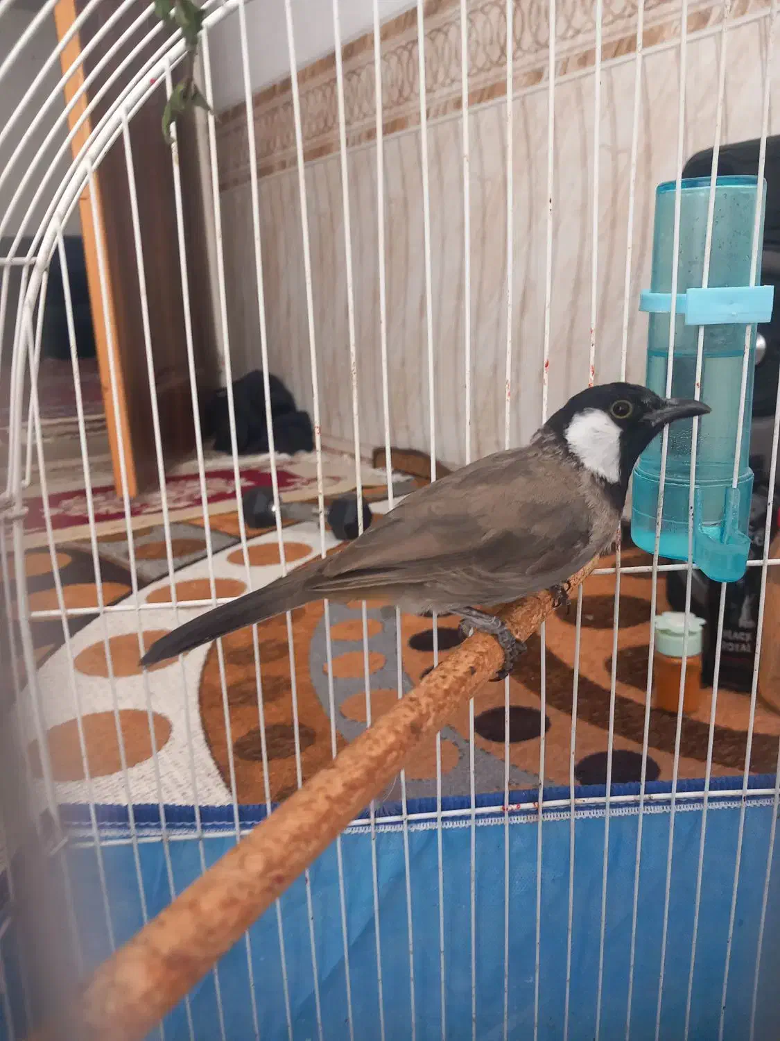 پرنده خوش آواز|پرنده|نیریز, |دیوار