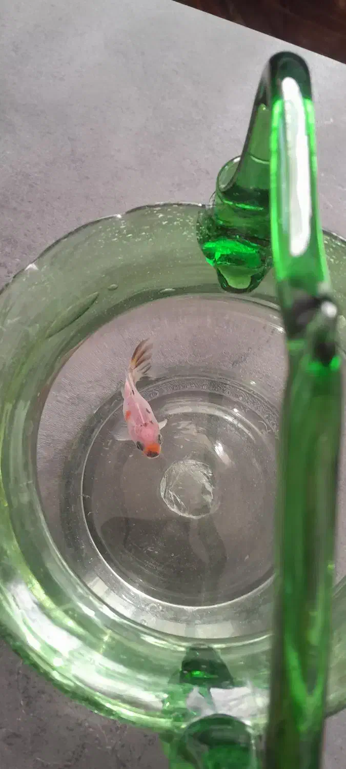 گلد فیشgold fish.معاوضه با گوپی یا هرماهی گیاهخوار|ماهی|شیراز, فرهنگیان|دیوار