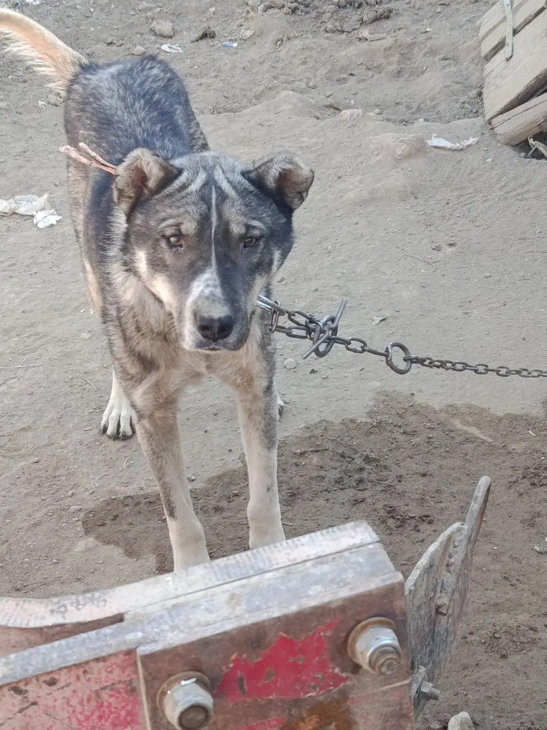 سگ سرابی نژاد دار|سگ|ملایر, |دیوار