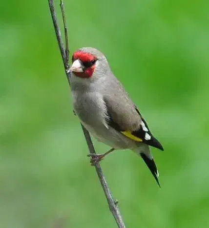 سهره سقا کرمونی|پرنده|کرمان, |دیوار