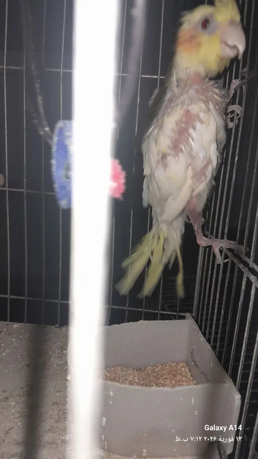 عروس هلندی|پرنده|قم, کلهری|دیوار