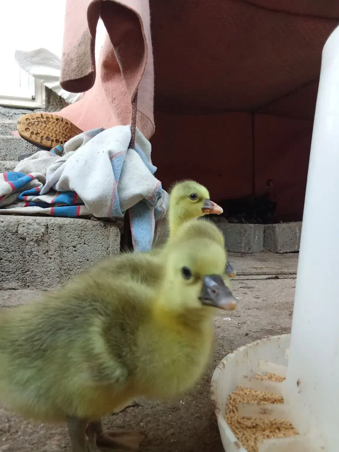 جوجه بوقلمون و جوجه غاز و بوقلمون|حیوانات مزرعه|جویبار, |دیوار