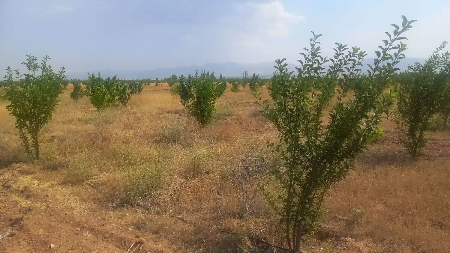 باغشهر ۱۰۰۰ متر دارای آب|فروش زمین و ملک کلنگی|سلطانیه, |دیوار