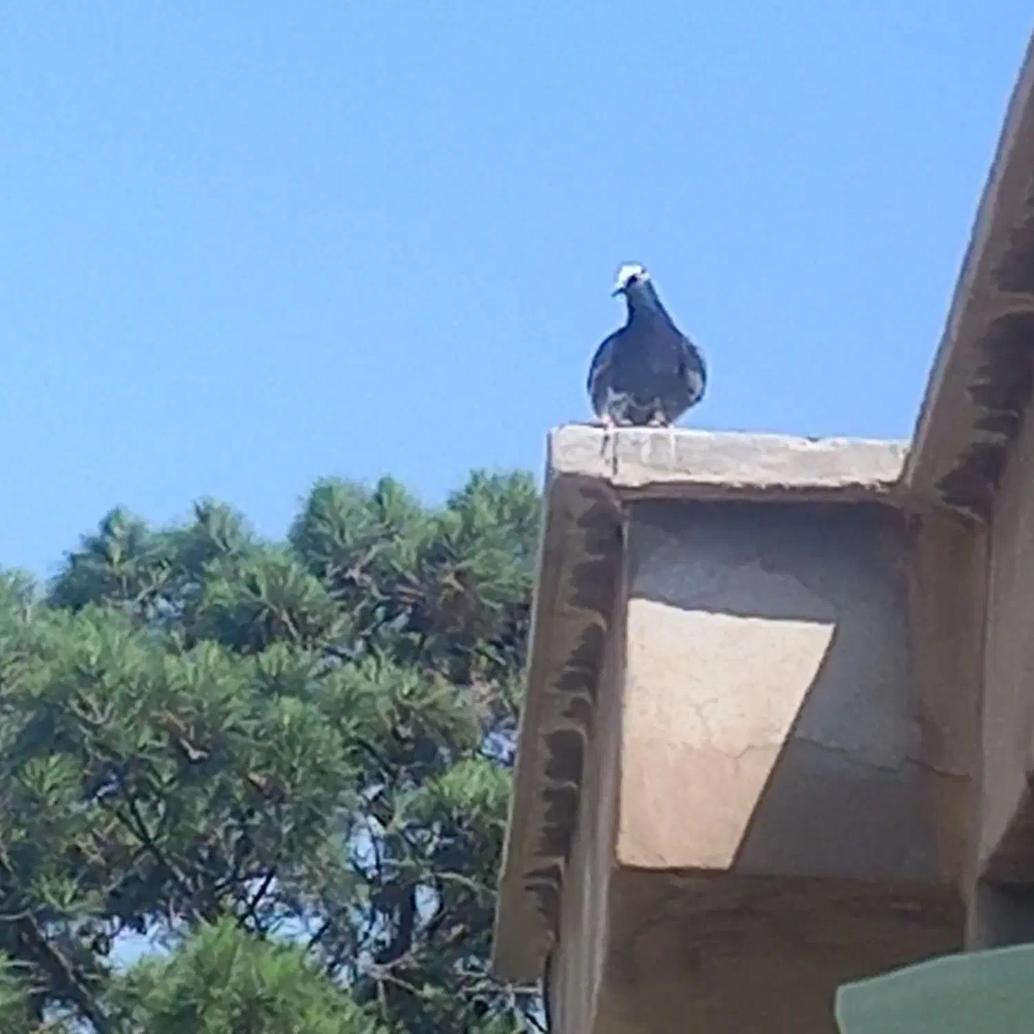 کبوتر فروشی فوری|پرنده|فشاپویه, |دیوار