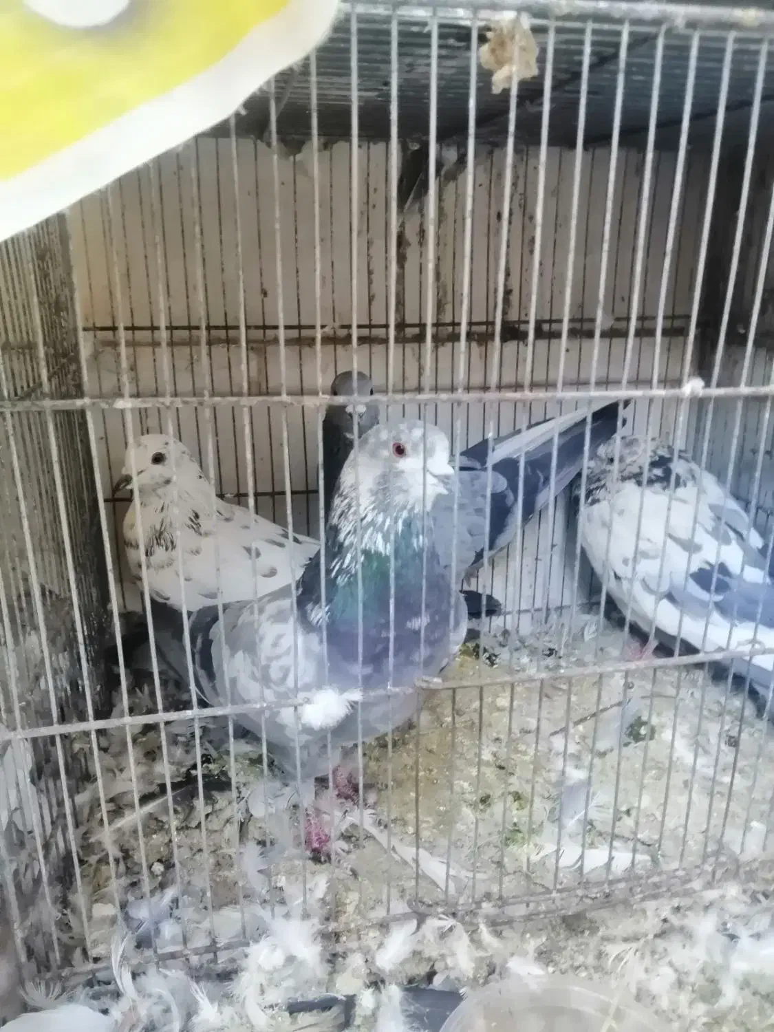 کفتر یاکبوتر|پرنده|قم, لبچال|دیوار