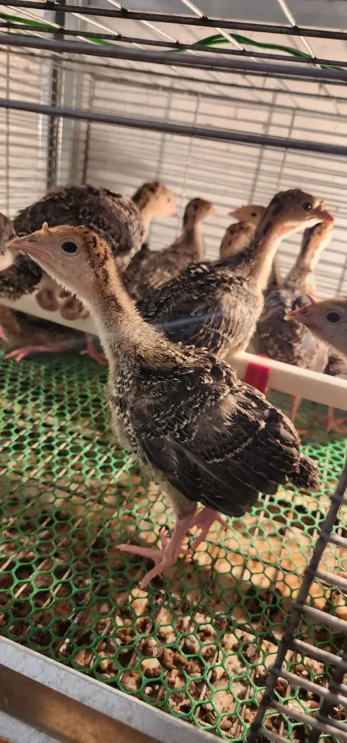 جوجه بوقلمون ۲۰ روزه برنز و بوربون|حیوانات مزرعه|بابل, |دیوار