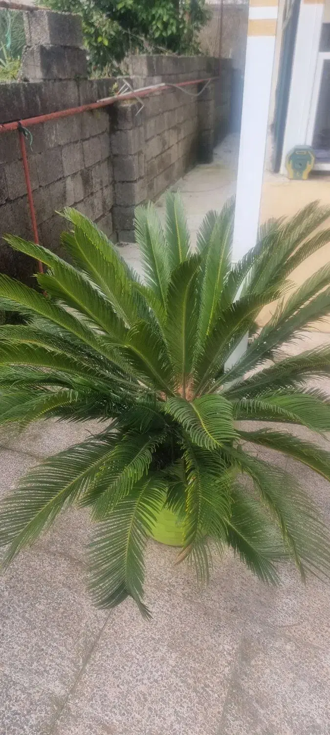 سیکاس|گل و گیاه طبیعی|پره‌سر, |دیوار