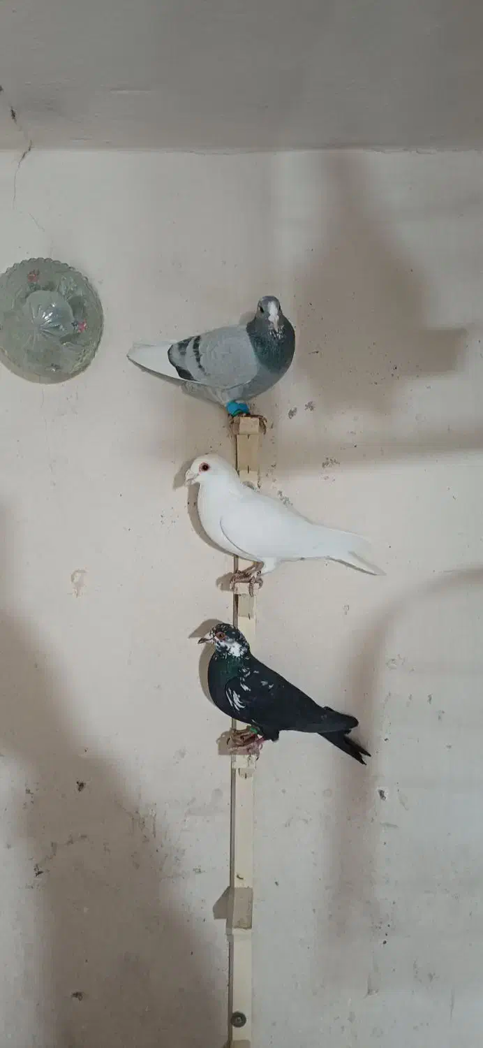 کفترپریده|پرنده|کرمان, |دیوار