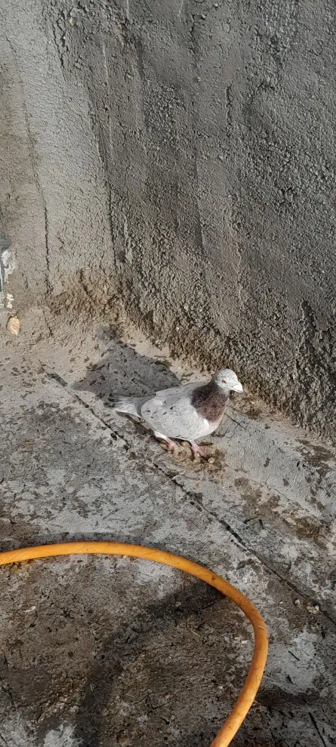 کبوتر پلاکی|حیوانات|ورامین, ورامین|دیوار