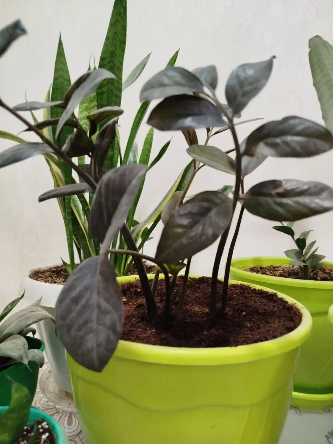 زامفولیا بلک|گل و گیاه طبیعی|تهران, آهنگ|دیوار