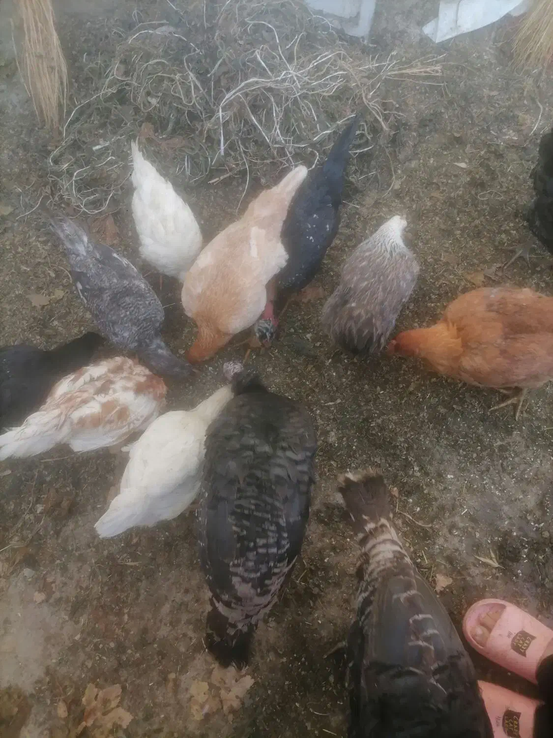 انواع بوقلمومرغ ،خروس،مرغ لاریم هست|حیوانات مزرعه|اسدآباد, |دیوار