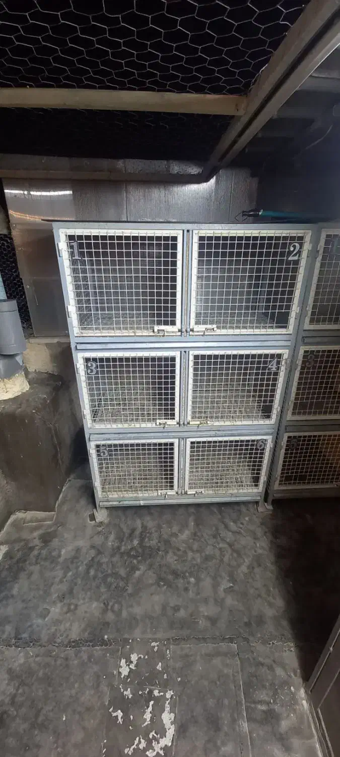 جفت کن کبوتر|لوازم جانبی حیوانات|تهران, هاشمآباد|دیوار