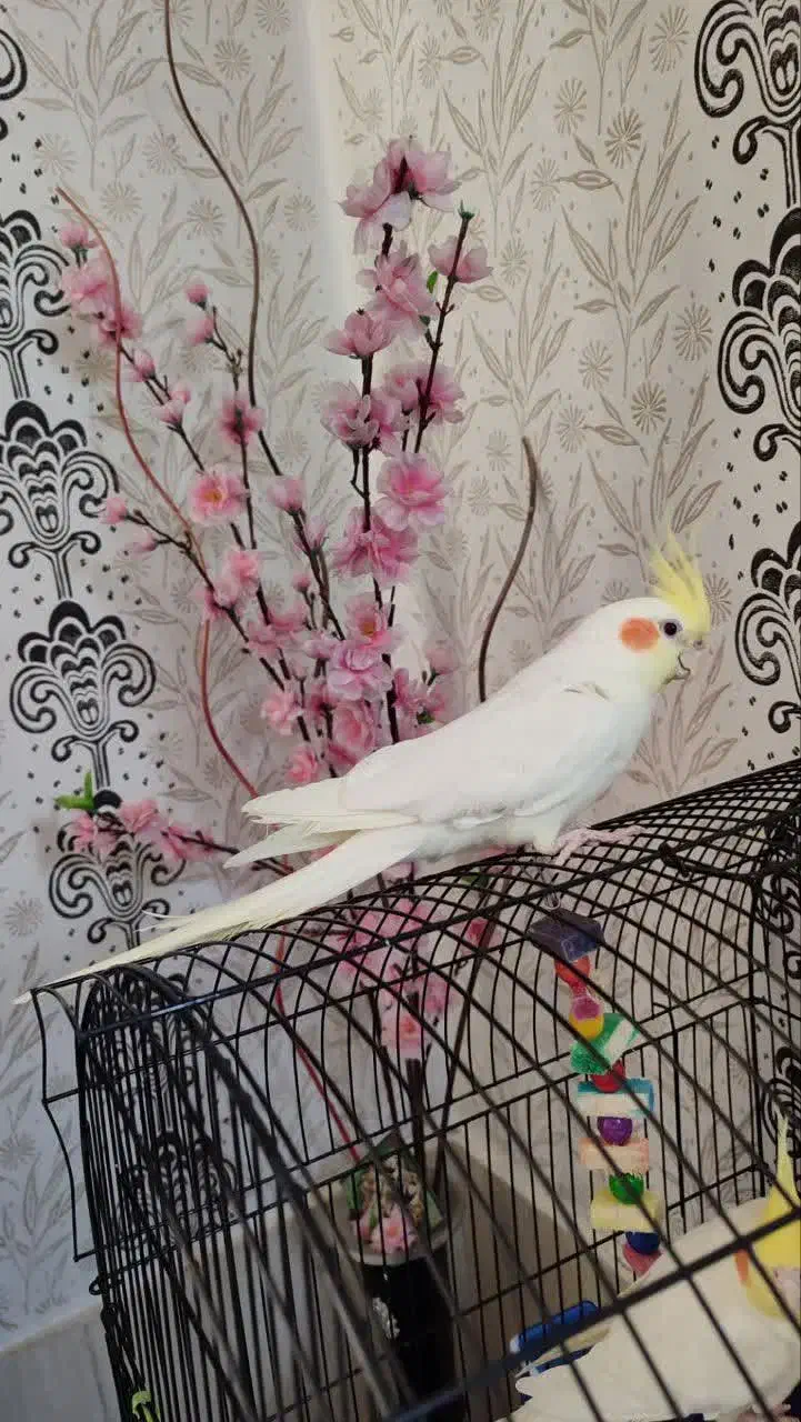 عروس هلندی نر|پرنده|مشهد, شهید بصیر|دیوار