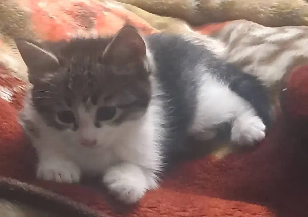 واگذاری ۲ عدد گربه|گربه|تهران, دانشگاه شریف|دیوار