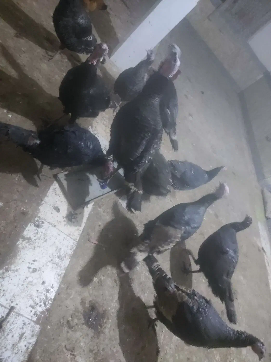 بوقلمون برنز|حیوانات مزرعه|تربت جام, میان جام|دیوار