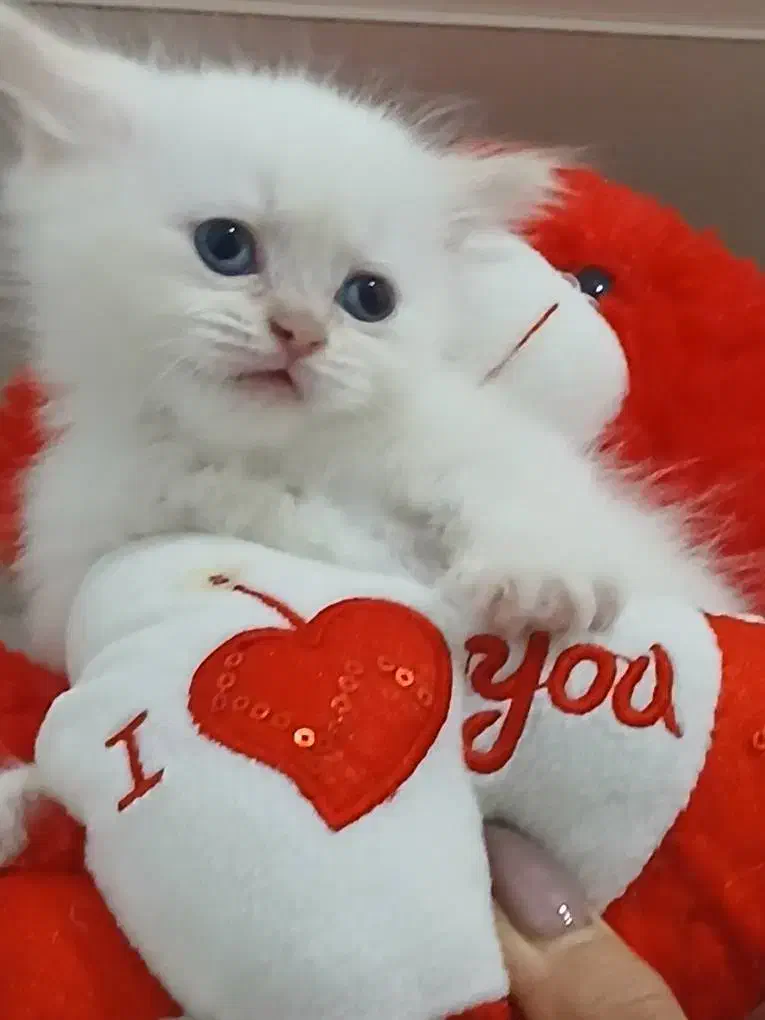 پرشین بریتیش|گربه|ساری, |دیوار