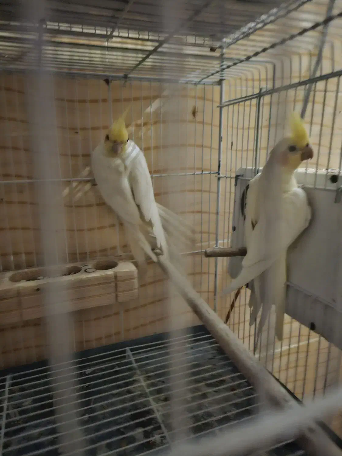 جفت های عتیقه عروس هلندی|پرنده|شیراز, میانرود|دیوار