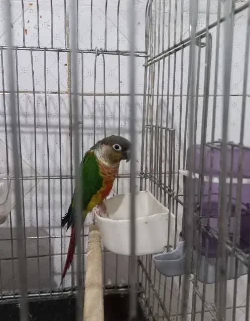 طوطی گرینچیک یلوساید|پرنده|گلستان (تهران), |دیوار