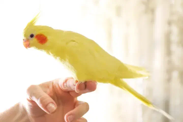 عروس هلندی|پرنده|ساوه, |دیوار