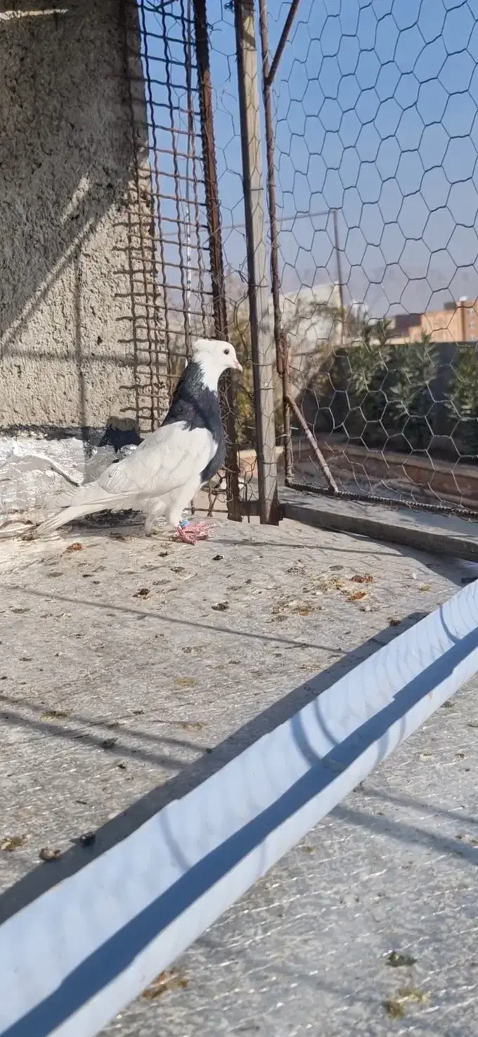 طوقی سیاه نر|پرنده|بجنورد, |دیوار