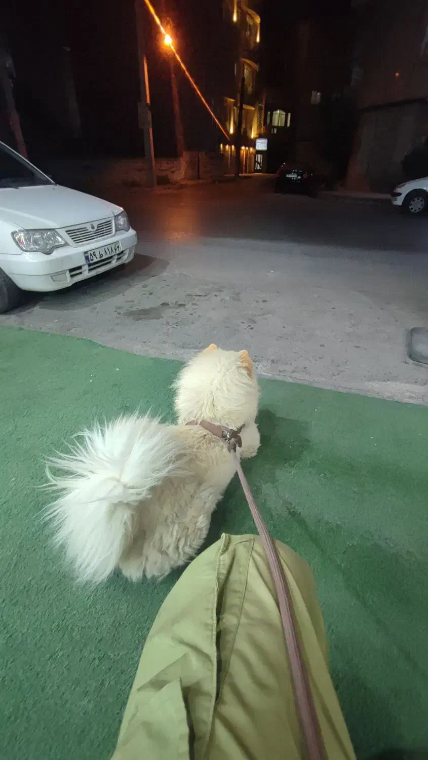 سگ چاوچاو اصیل|سگ|ساری, |دیوار