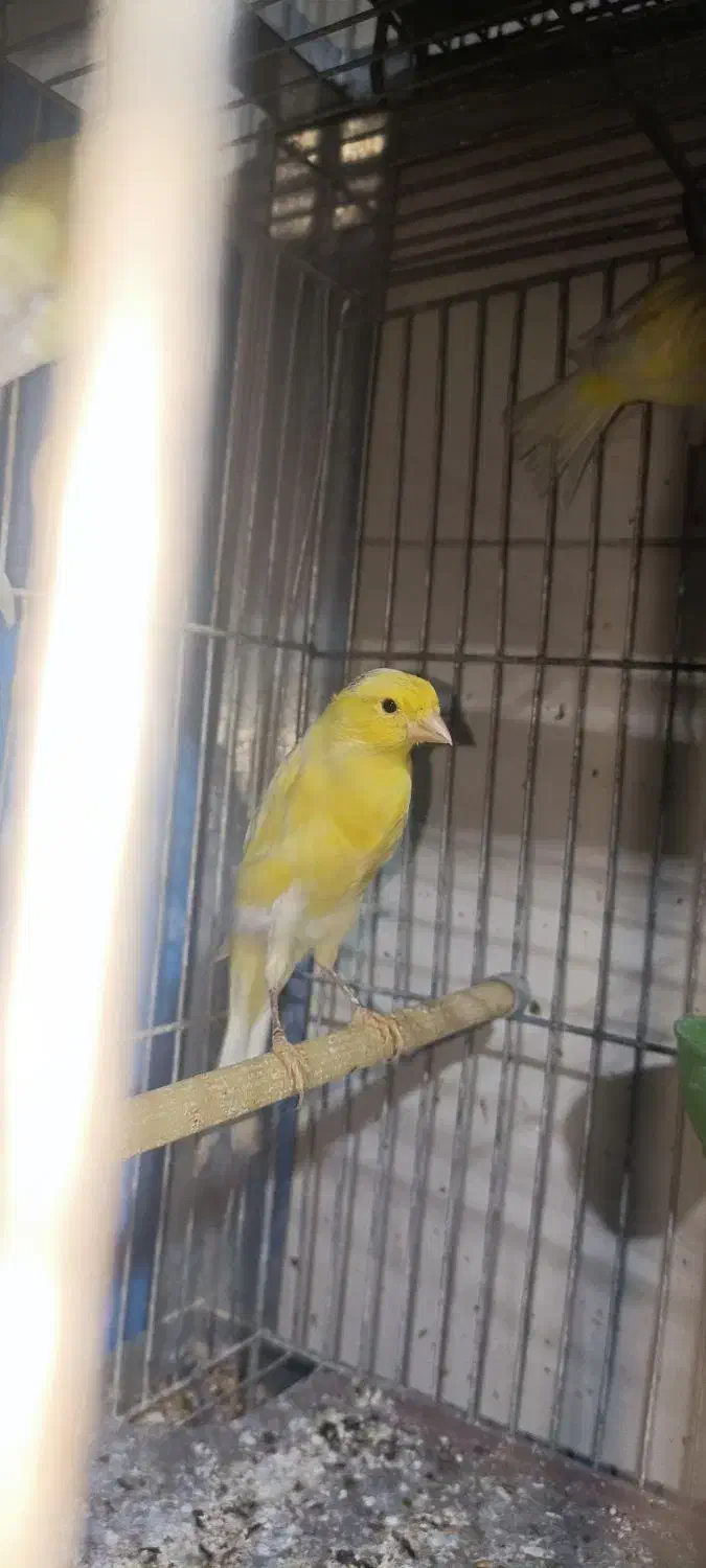 قناری وعروس هلندی کار|پرنده|پیر بکران, |دیوار