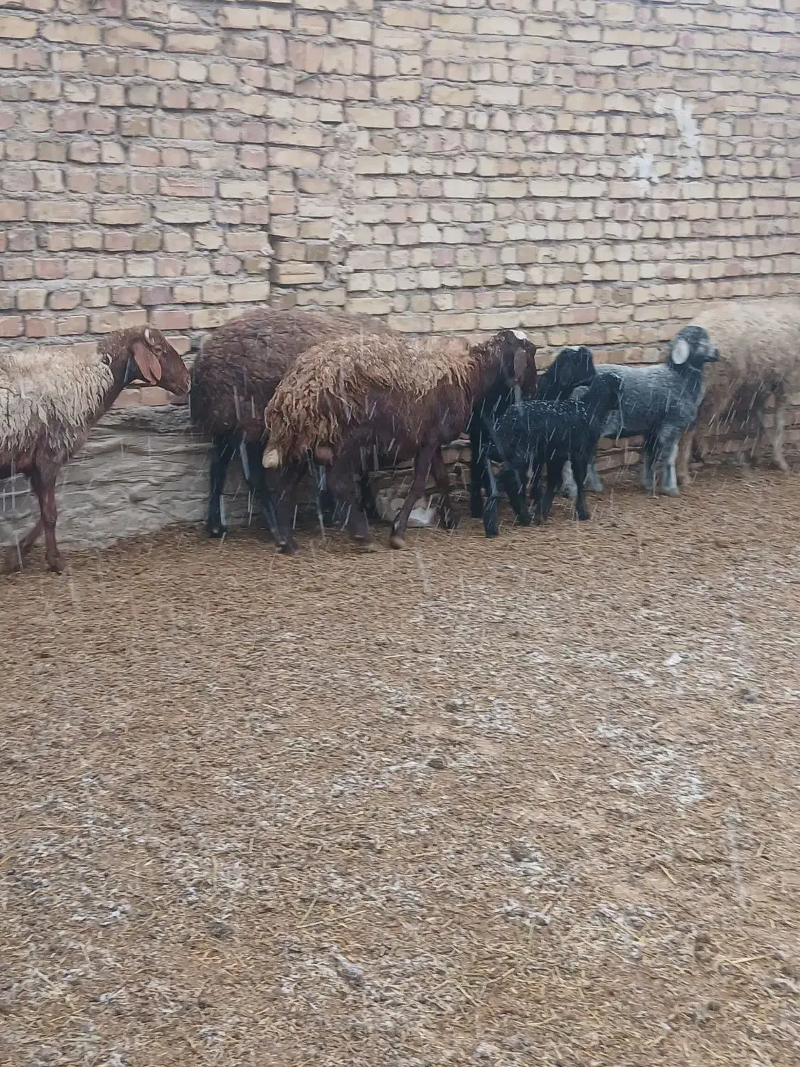 ۴رس|حیوانات مزرعه|جوادآباد, |دیوار