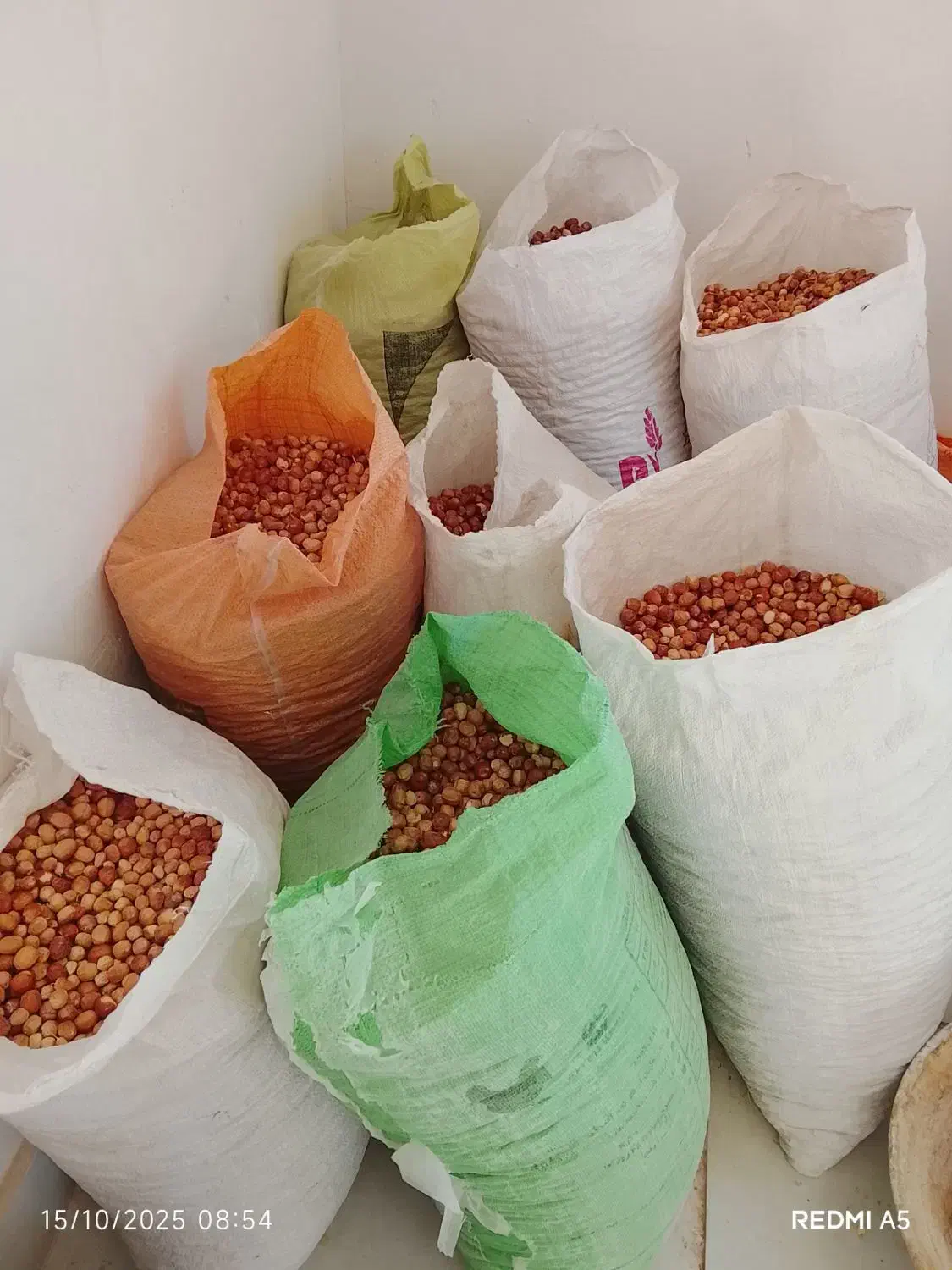 سنجد کوسرخ|خوردنی و آشامیدنی|کوهسرخ, |دیوار