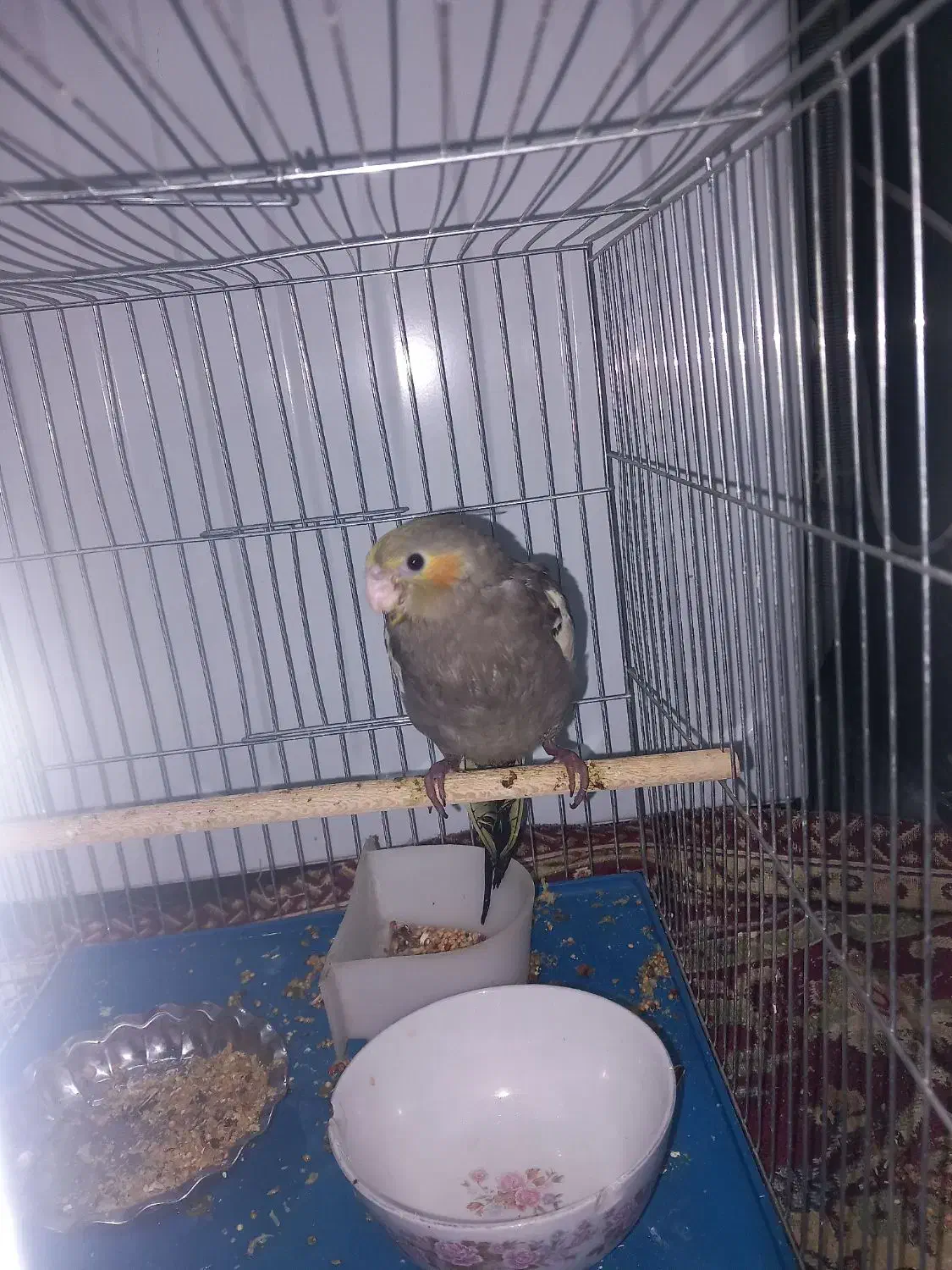 عروس هلندی|پرنده|شیراز, سعدیه شمالی|دیوار