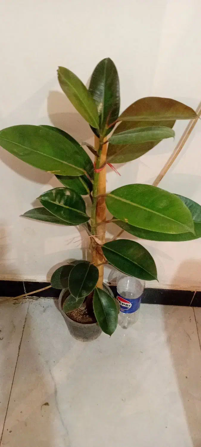 ح ر ا ج|حراج|خرمآباد, |دیوار