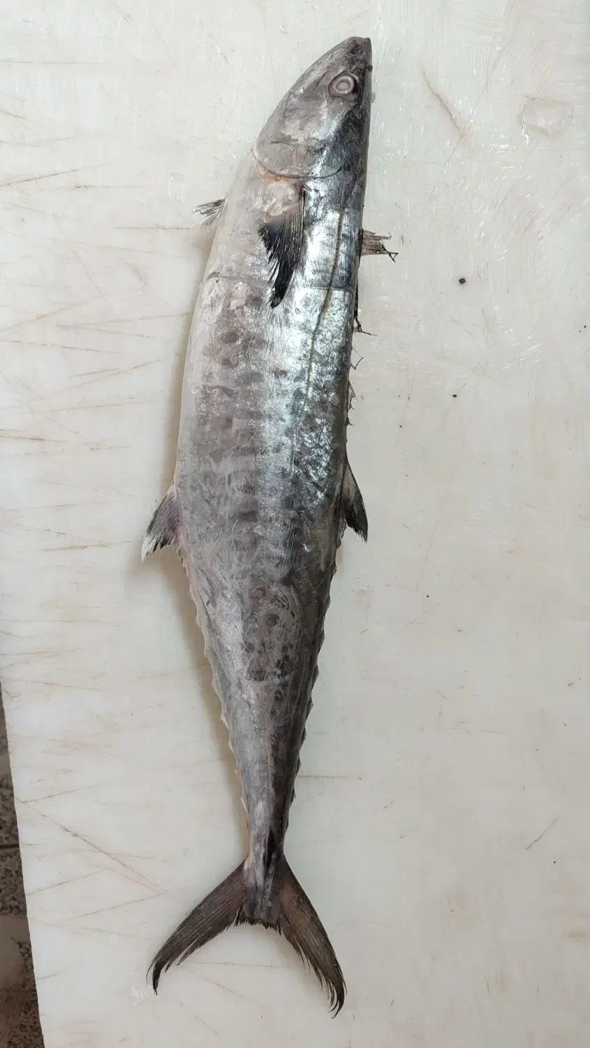 ماهی دریایی تازه|ماهی|کاشان, ملک آباد|دیوار