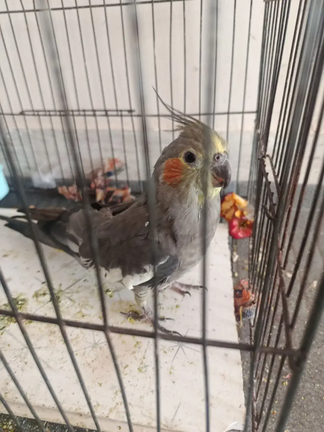 عروس هلندی|پرنده|صدرا-فارس, فاز ۱|دیوار