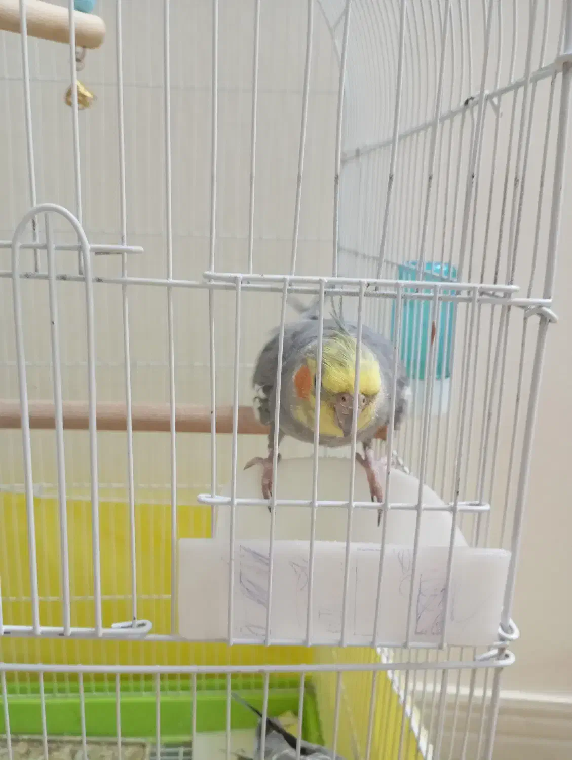 عروس هلندی دستی|پرنده|فردیس, قریشی|دیوار