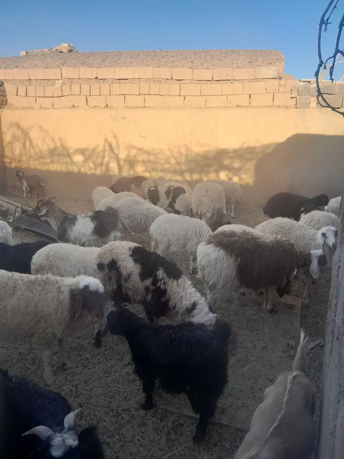 گوسفند|حیوانات مزرعه|بجستان, |دیوار