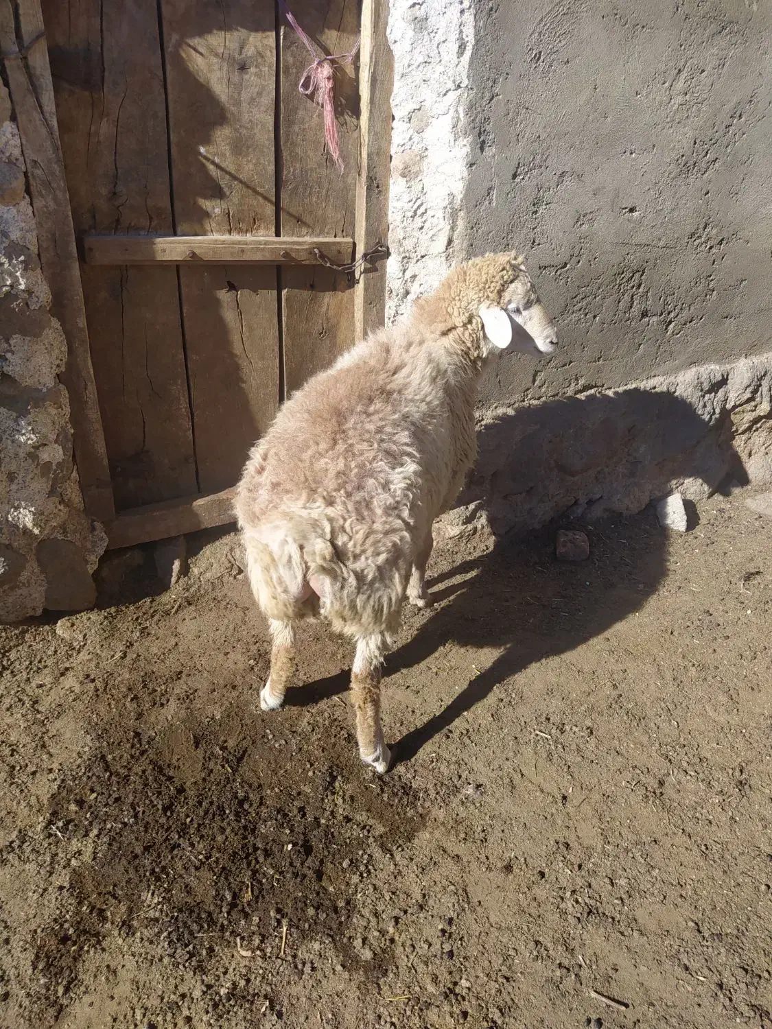 توغلی نر دامازیق|حیوانات مزرعه|سرعین, |دیوار