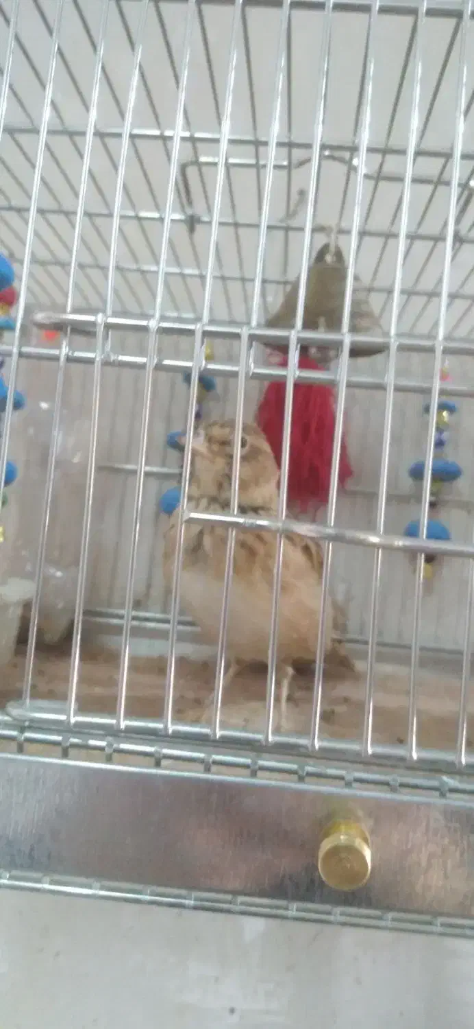 سهره خاکی نر|پرنده|قم, شهر قائم|دیوار