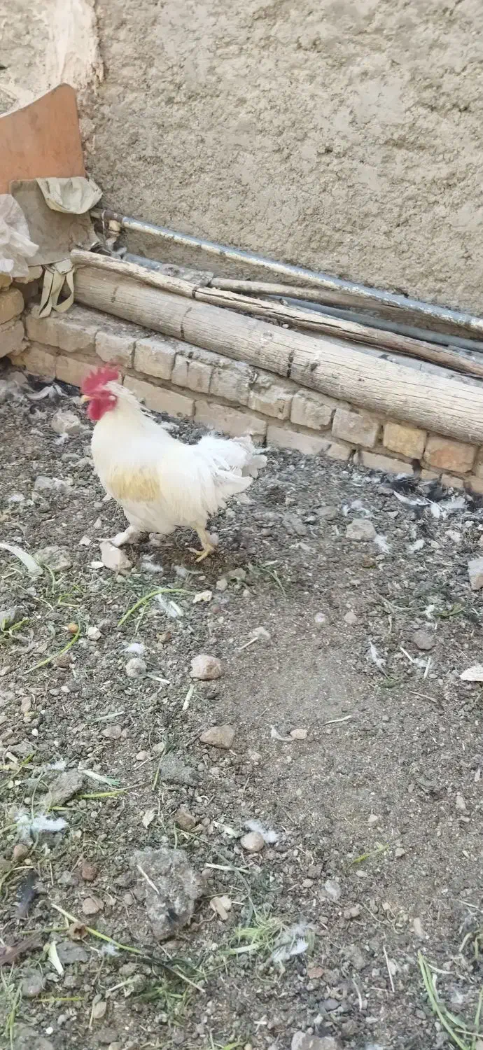 خروس|حیوانات مزرعه|فلاورجان, |دیوار