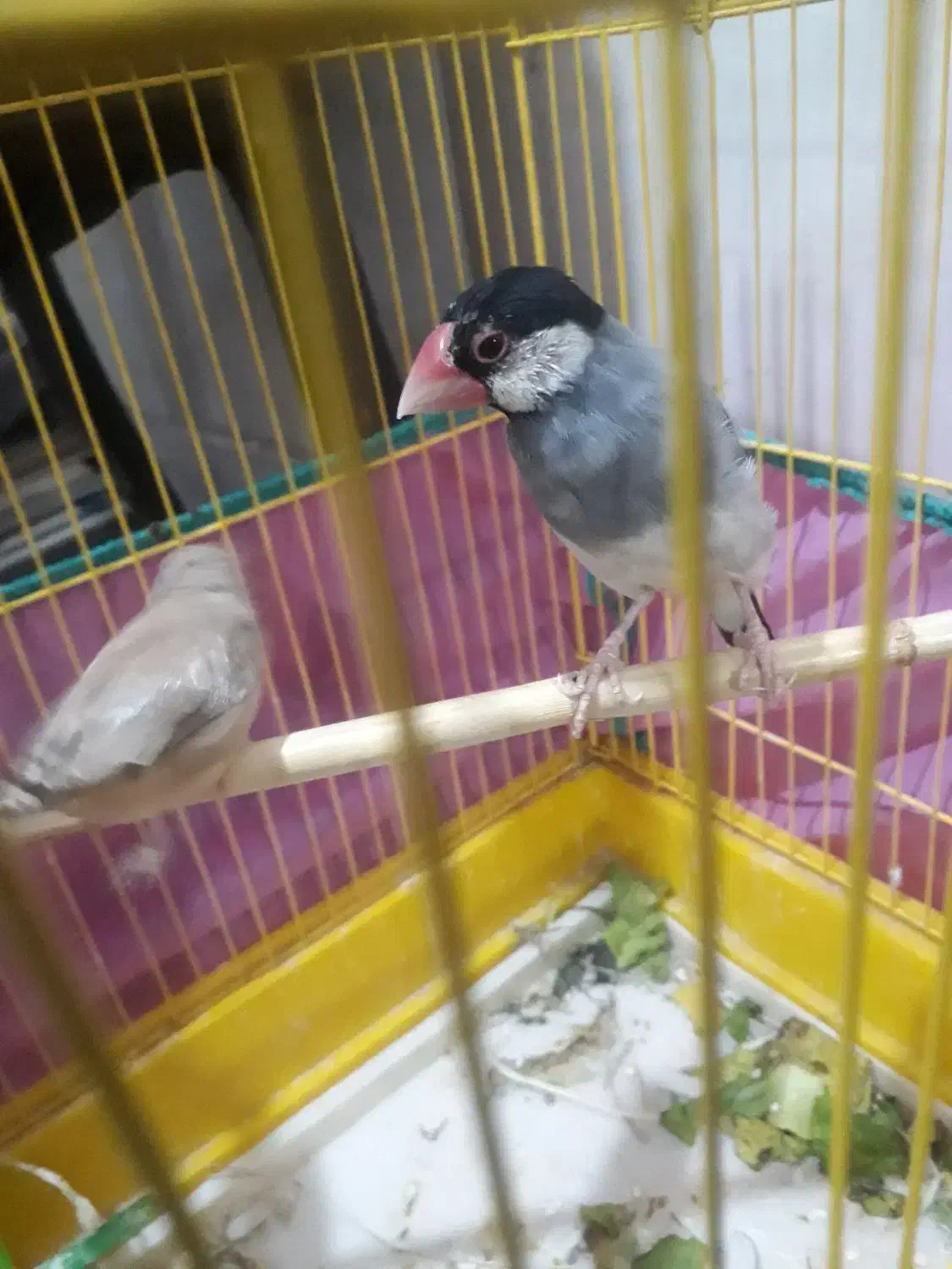 فنچ نرگسی نر|پرنده|بندرعباس, |دیوار