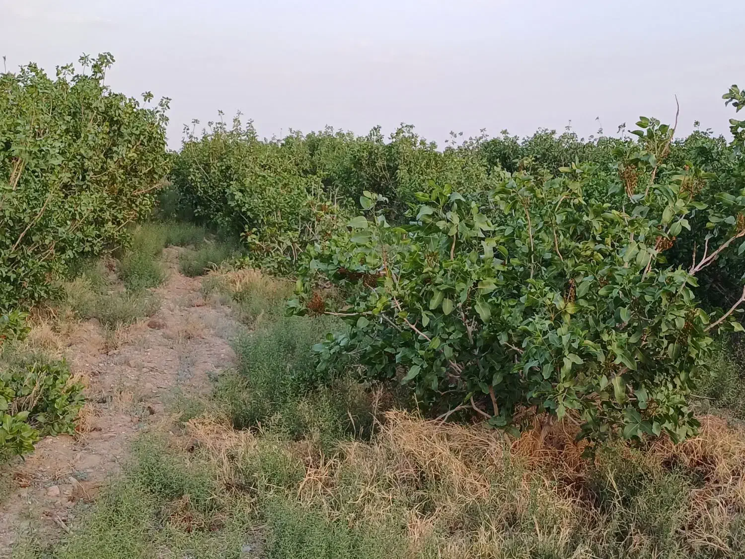 زمین  گشاورزی|فروش دفتر صنعتی، کشاورزی، تجاری|کرمان, |دیوار