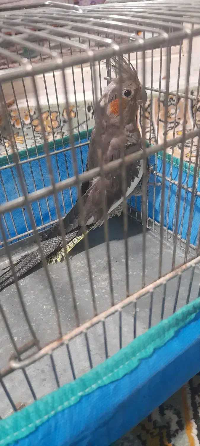 عروس هلندی|پرنده|لوندویل, |دیوار