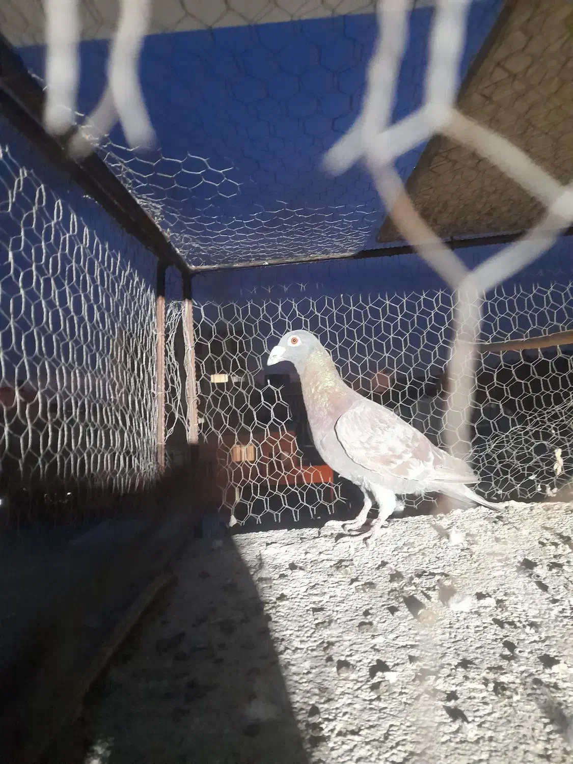 کبوتر گرفتنی|پرنده|سبزوار, قصبه شرقی|دیوار