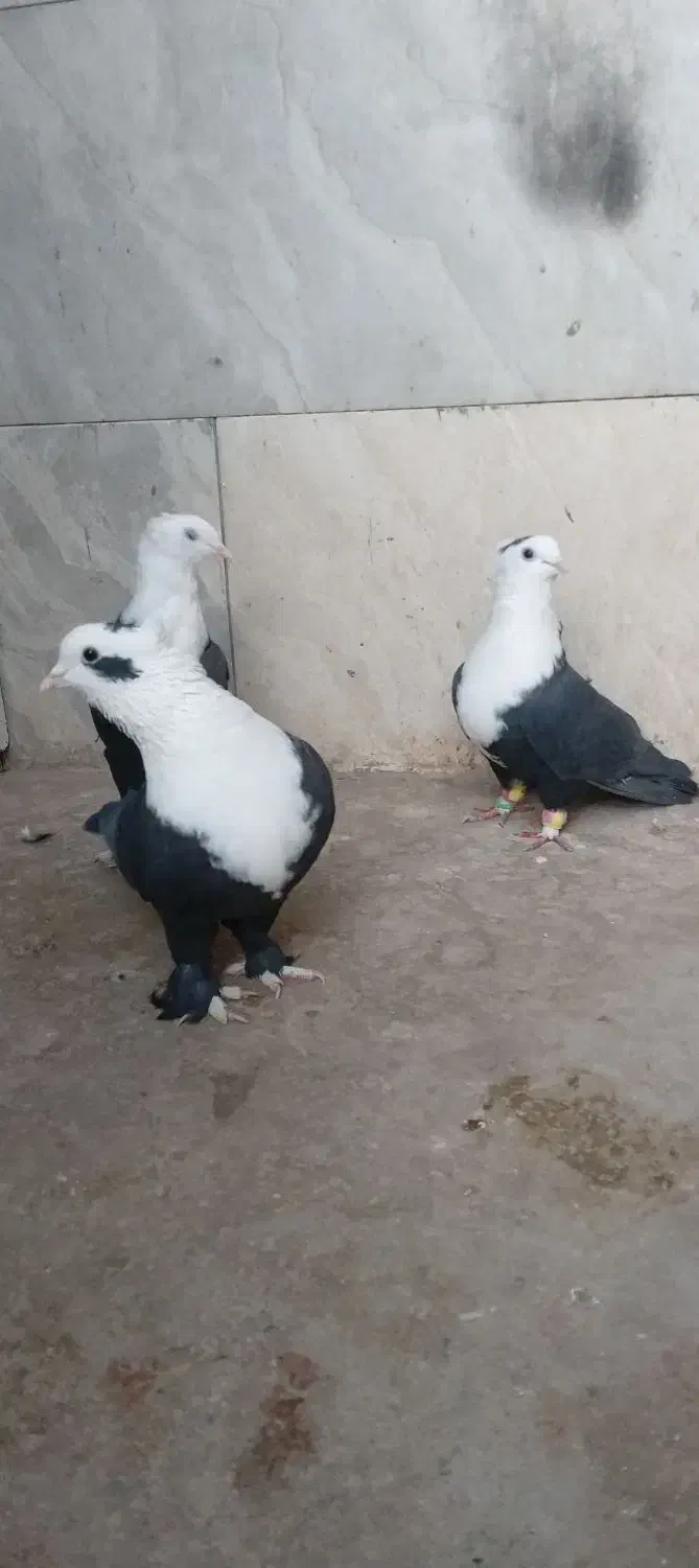 کفتر کلاغ کربلایی ( کلهسفید)|پرنده|تربتحیدریه, آغوی|دیوار