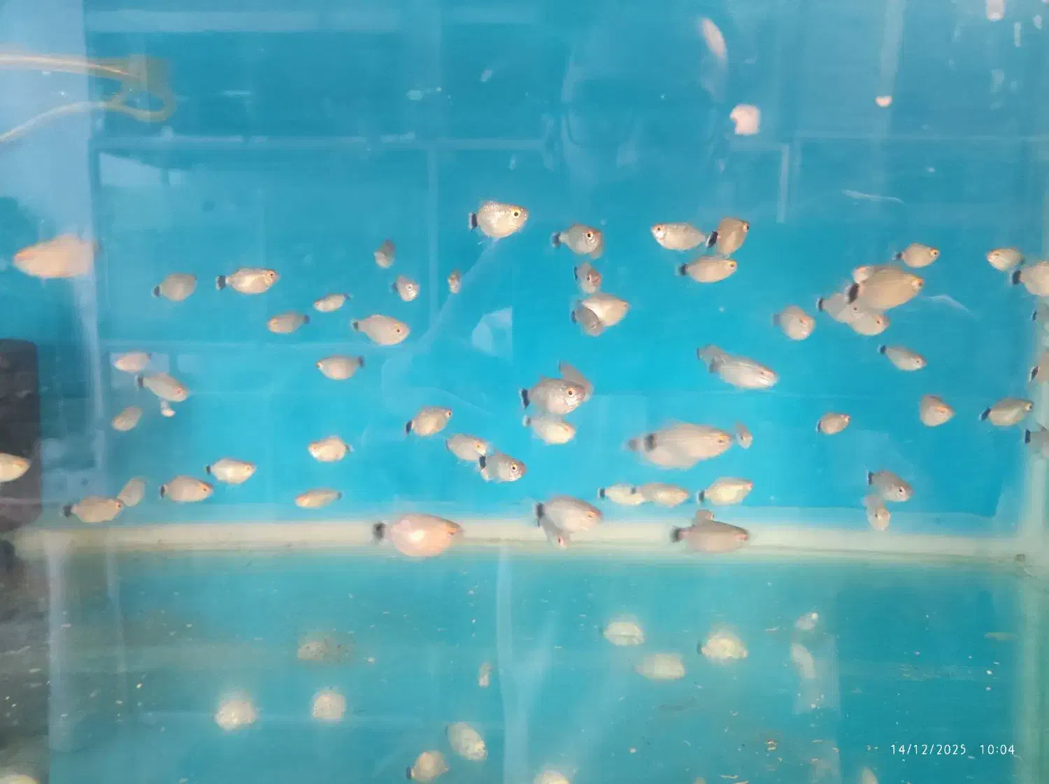 انواع ماهی زینتی|ماهی|همدان, |دیوار